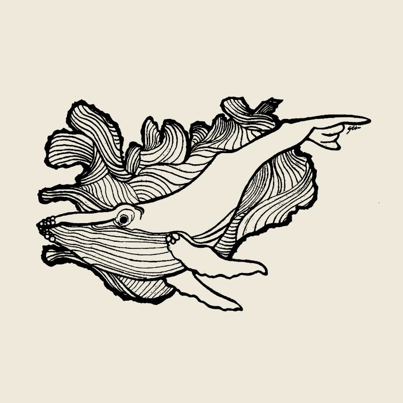 Baleine d'Islande