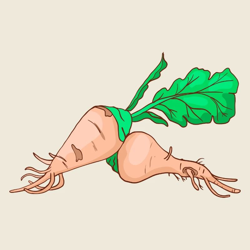 Sugar beet sugar beet