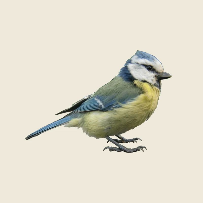Vogel Blaumeise