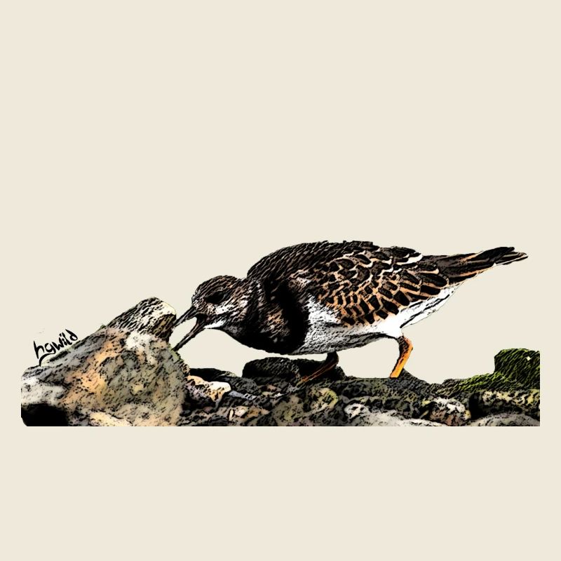 HGWild - Steinwälzer
