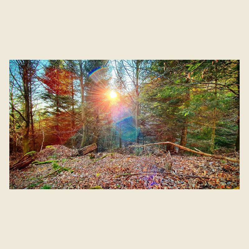 Sunlight in the autumn forest