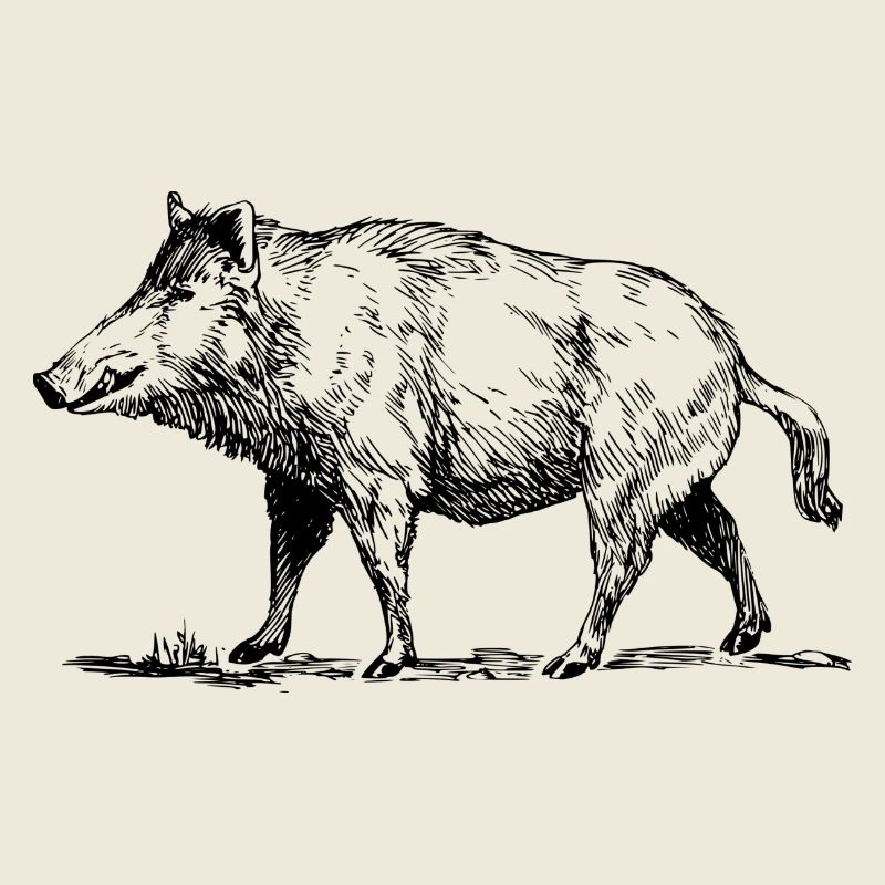 wild boar