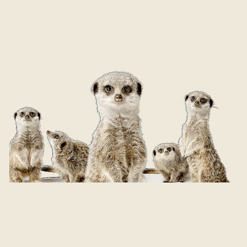 Erdmännchen Familie
