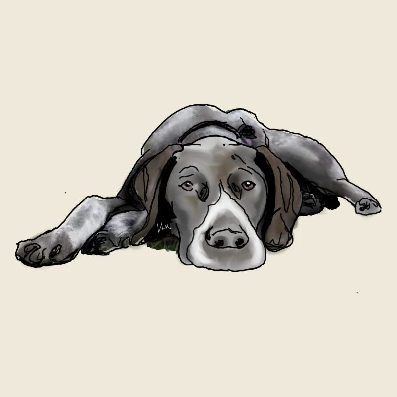 Pointer German Shorthair