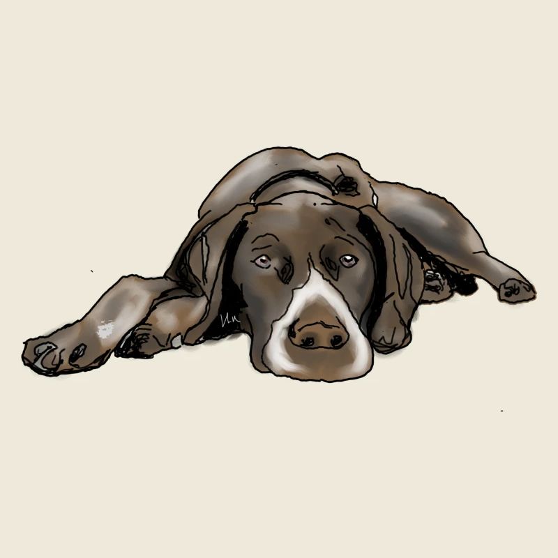 Pointer German Shorthair