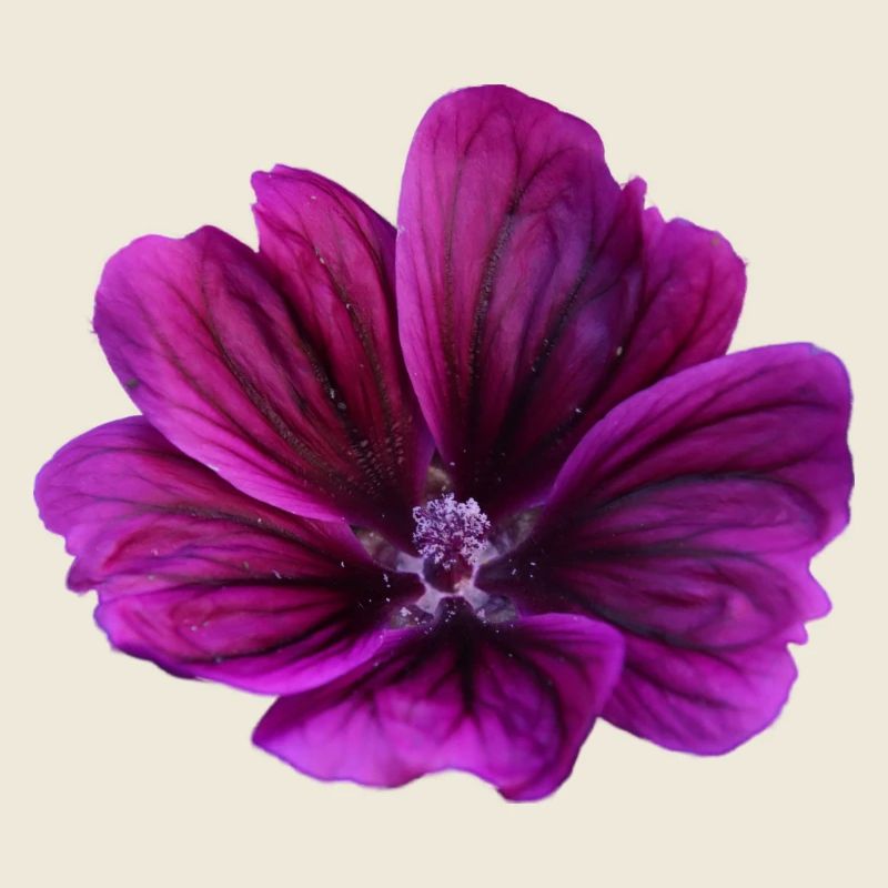 Malve violette Blüte
