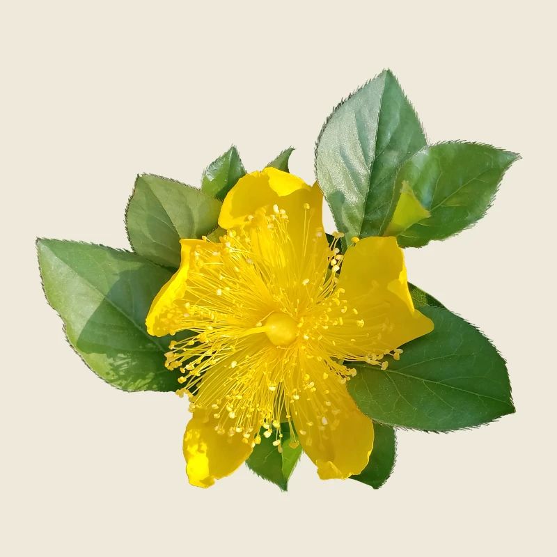 Karrie /Beauté dorée japonaise