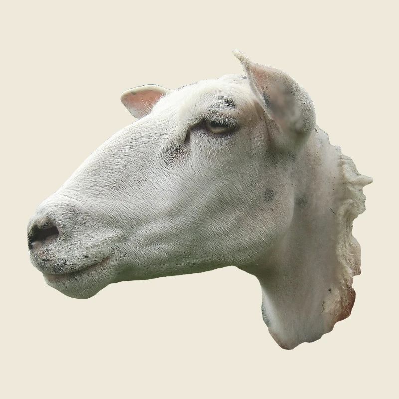 Schafkopf