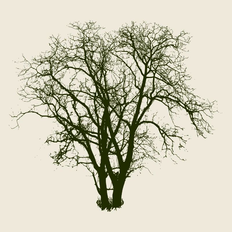 Baum