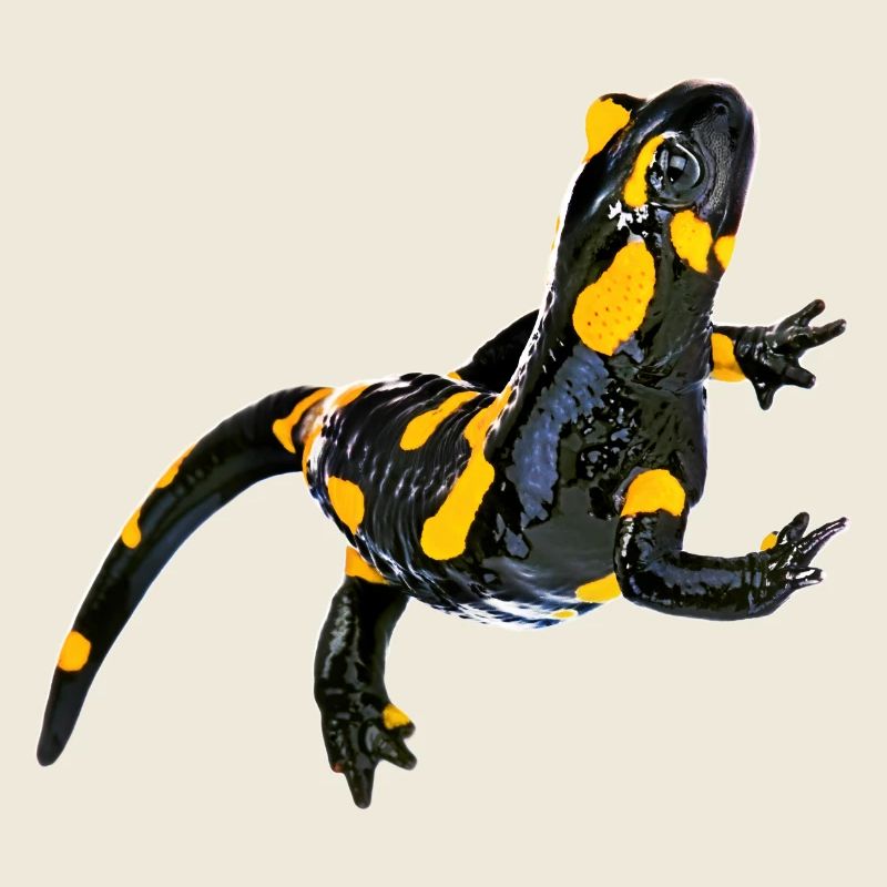 Feuersalamander