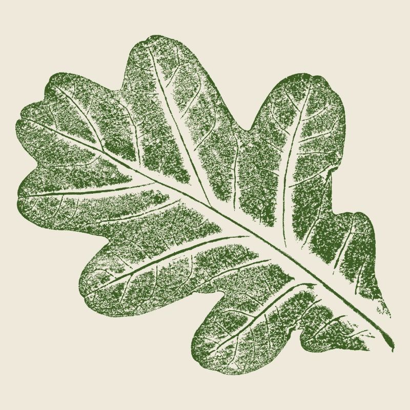 Feuille de chêne