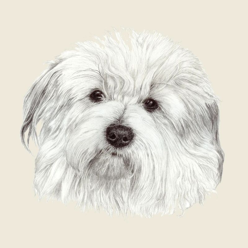 Coton-de-Tulear