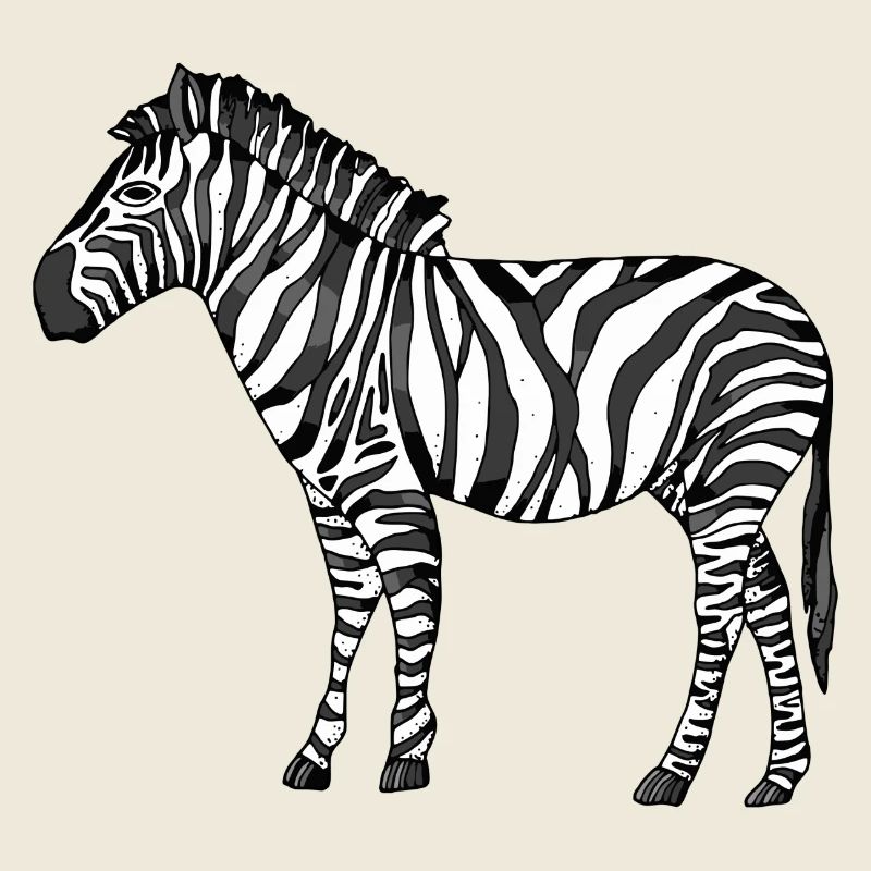 zebra