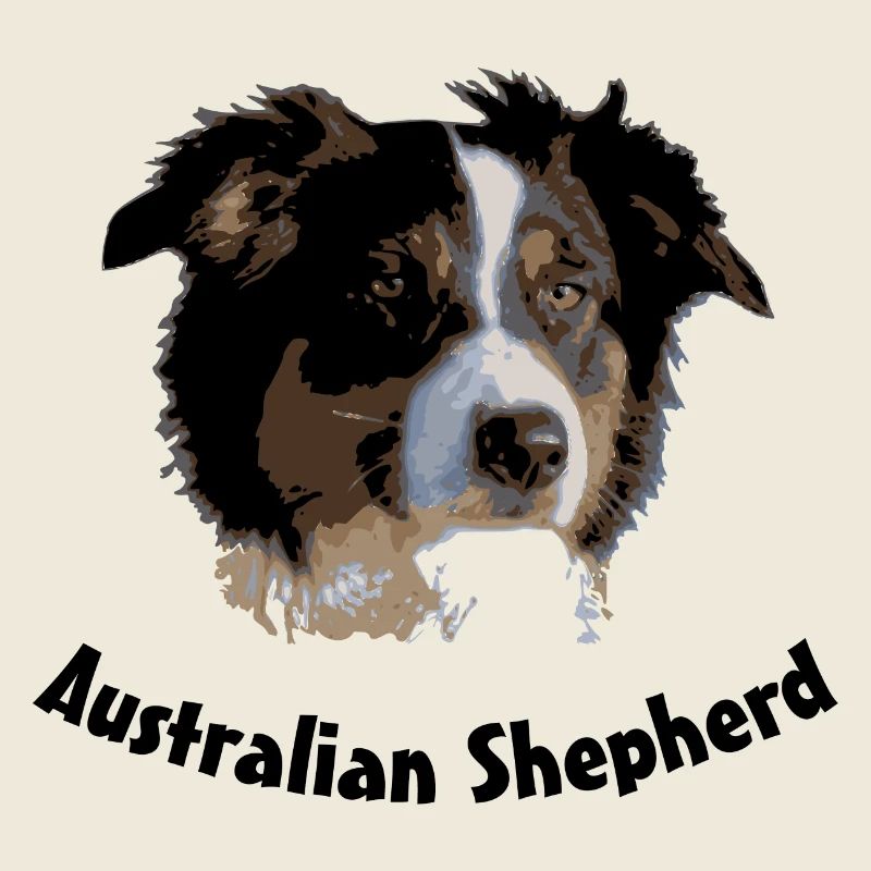australian shepherd aussie sheep herd cattle