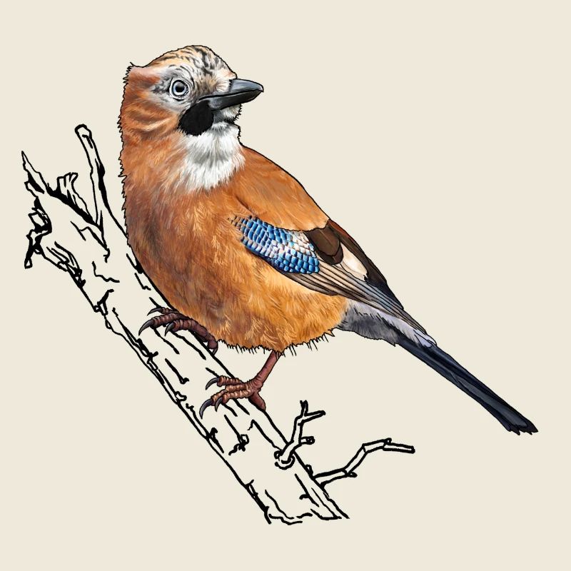 Eichelhäher einzeln