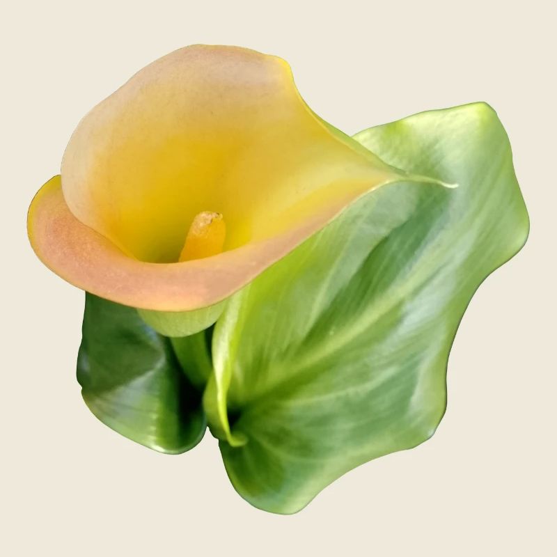 YELLOW CALLA LILY