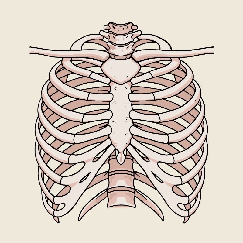 Structure anatomique du sternum et des côtes