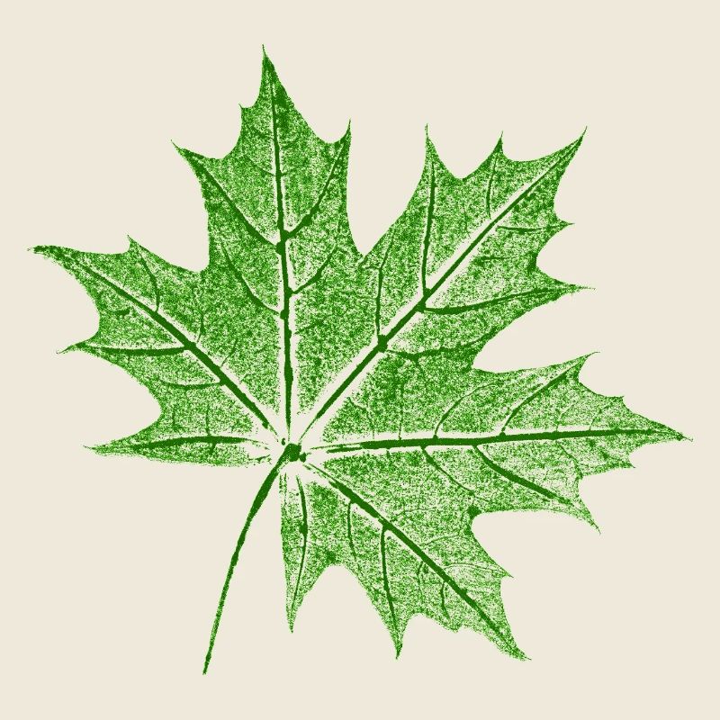 Érable feuillu / Feuille d’érable