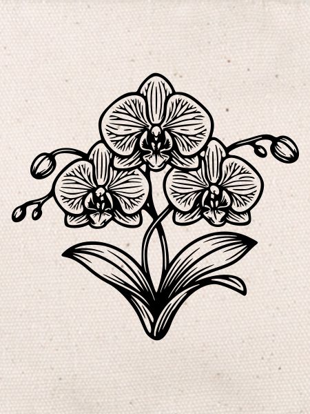 Orchidée 
