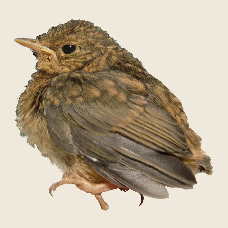 Robin Branch