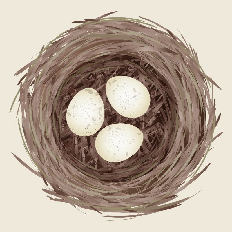 Vogelnest mit drei Eiern – Natürliche Illustration
