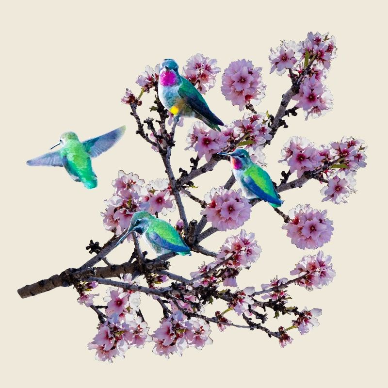 Colibri sous différents angles, fleurs d’amandier