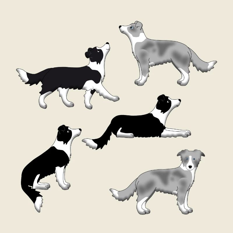 Border Collie selection