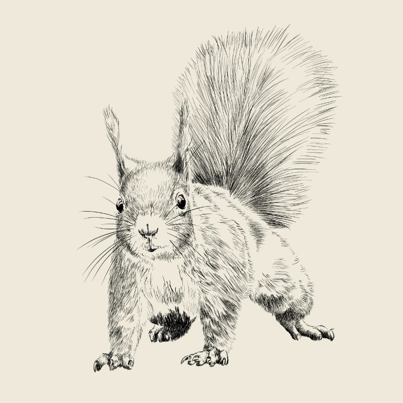 Eichhörnchen 
