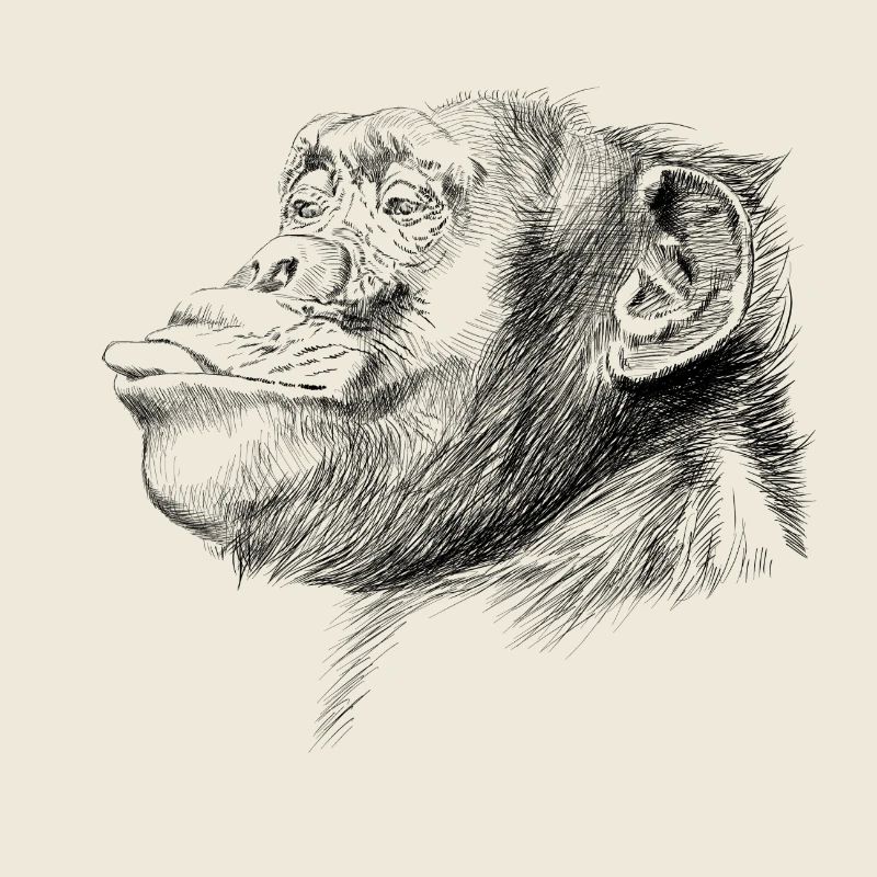 Monkey