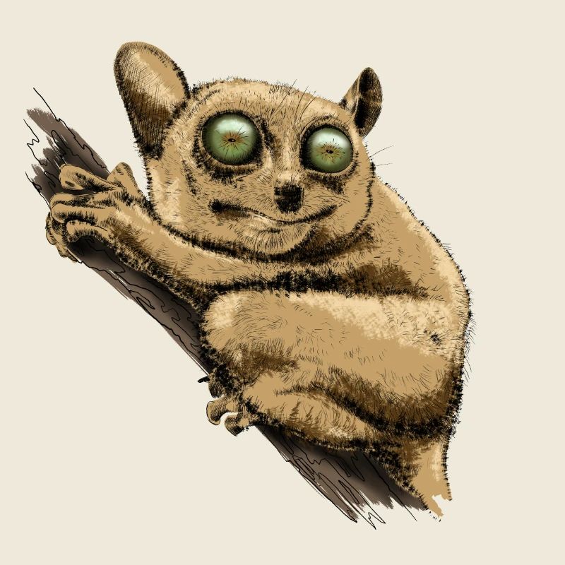 Koboldmaki