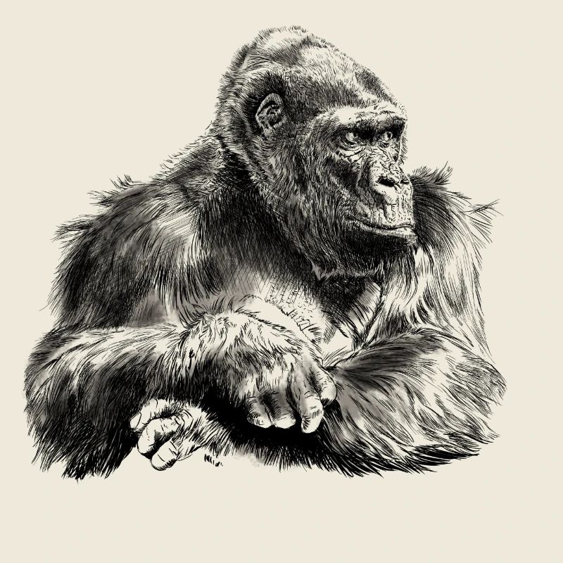 gorilla