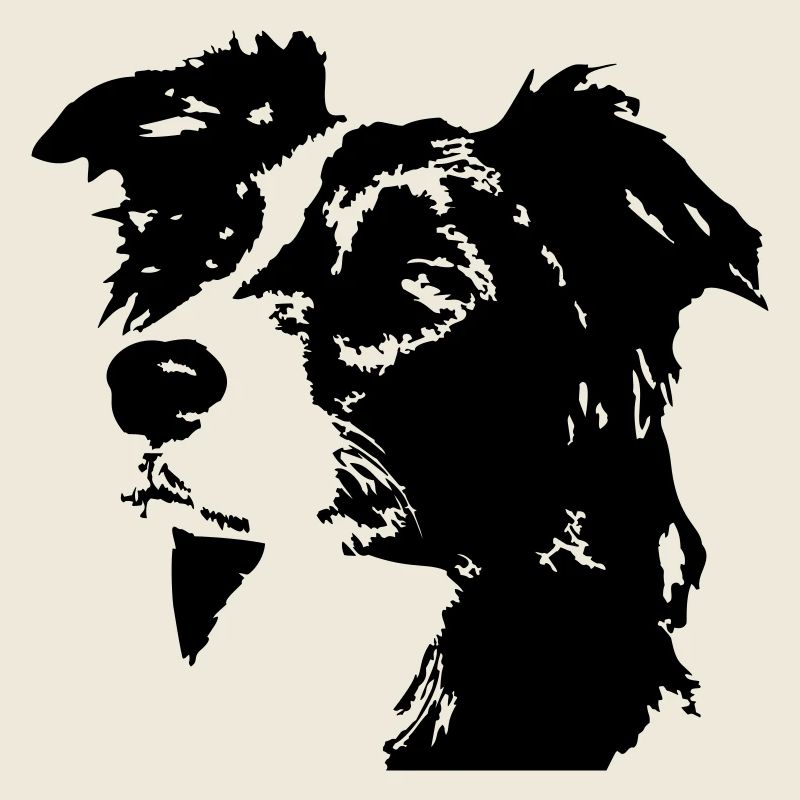 Border Collie Kopf