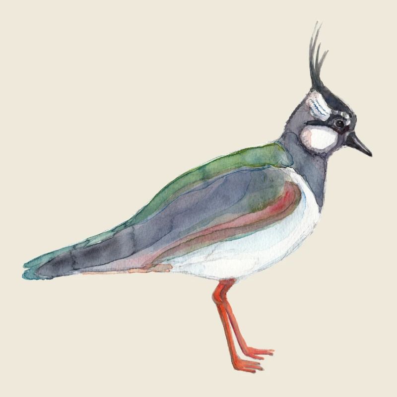 Vanneau