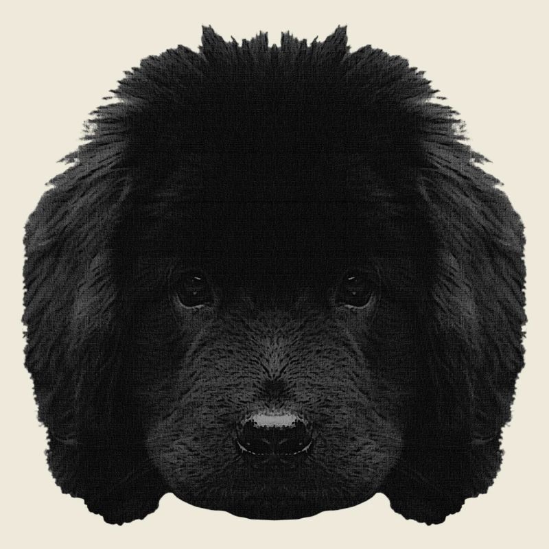 Chiot mignon, chiot Terre-Neuve, races de chiens