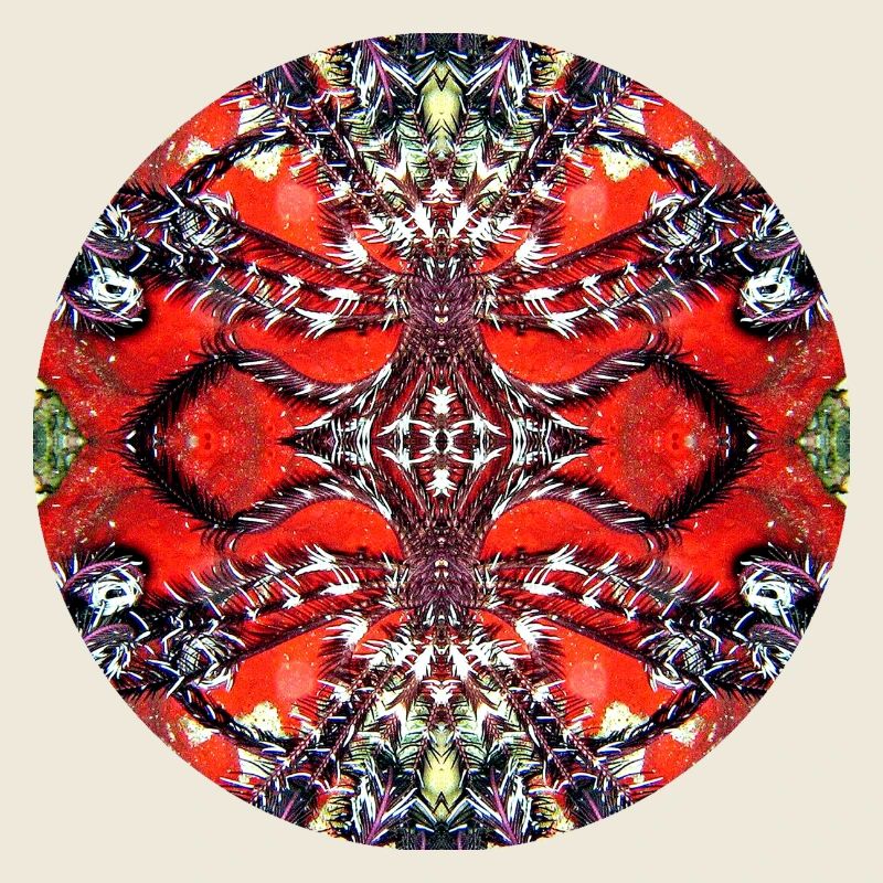 Nature Mandala Underwater Feather Star