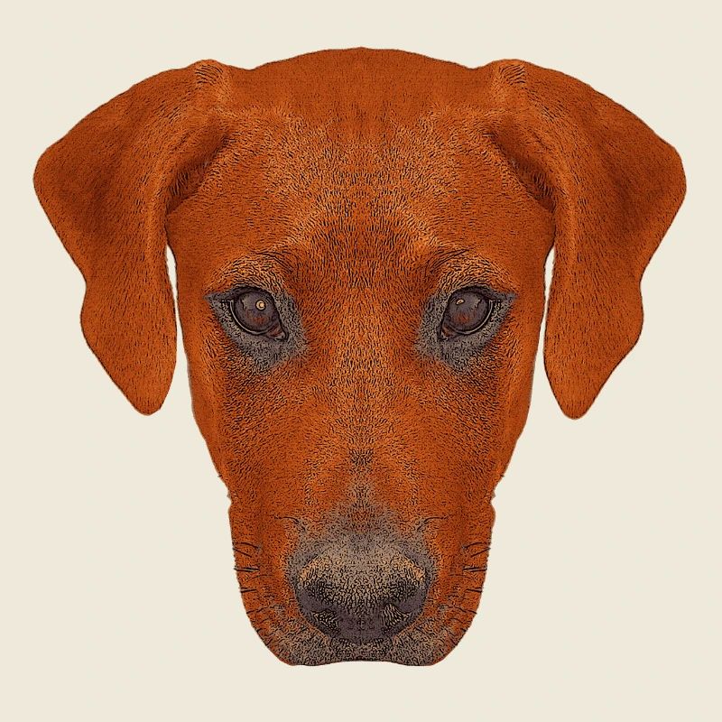 haustierkleidung herren, rhodesian ridgeback