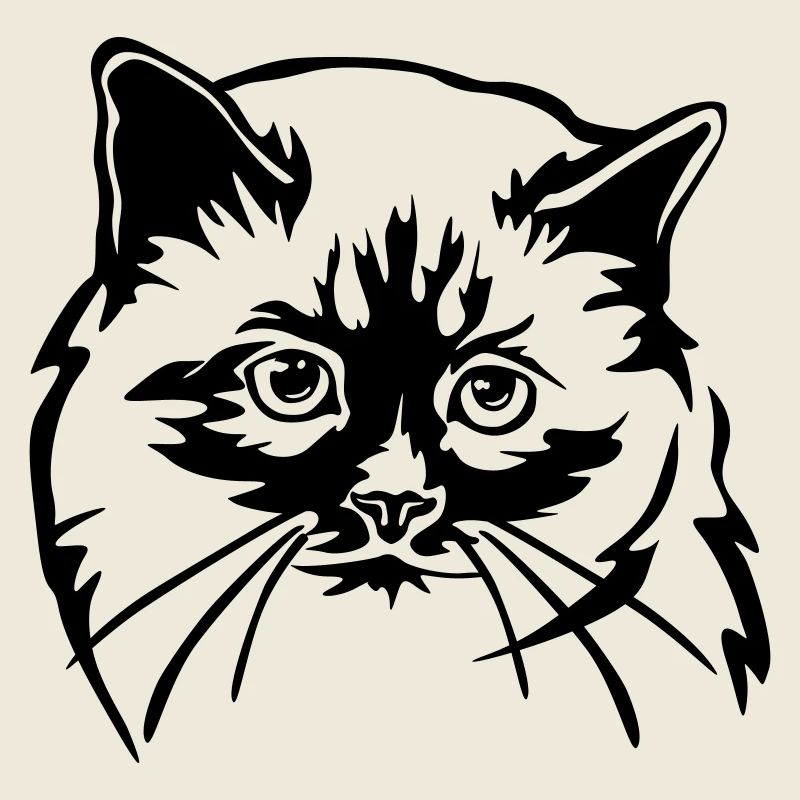 Birman Cat