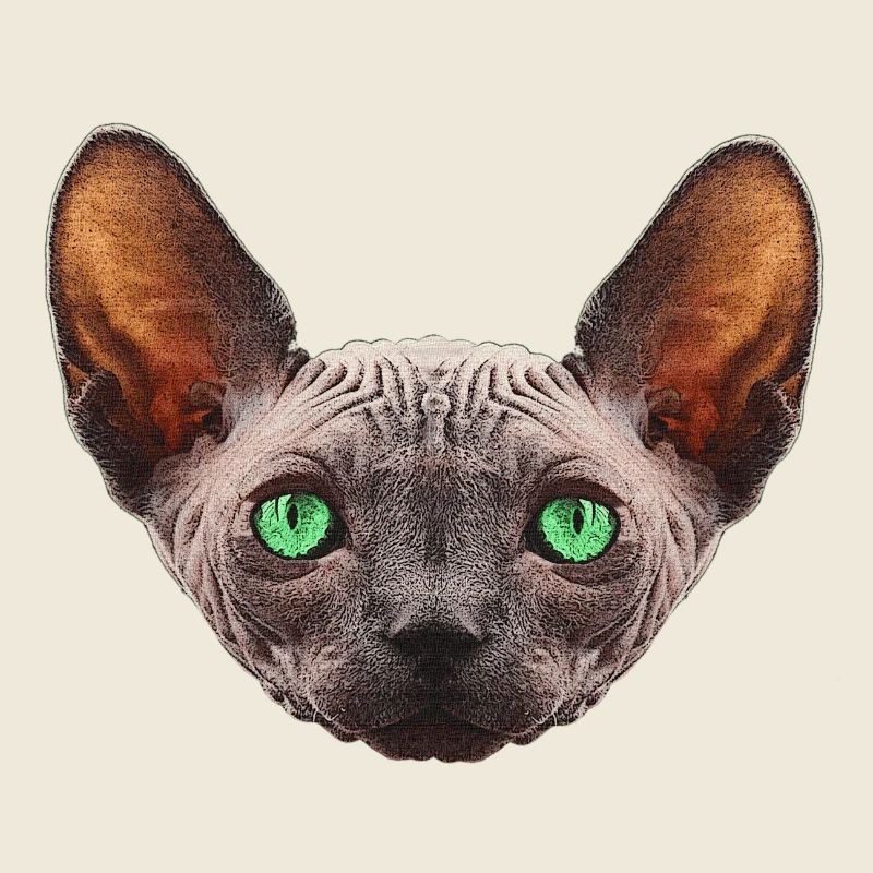 nacktkatze, sphings katze