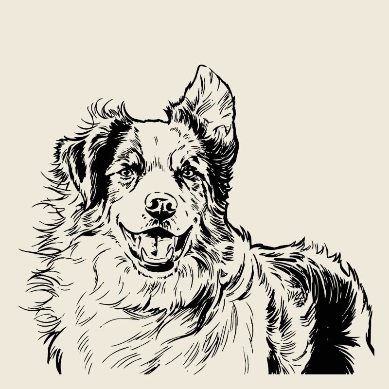 Australian Shepherd