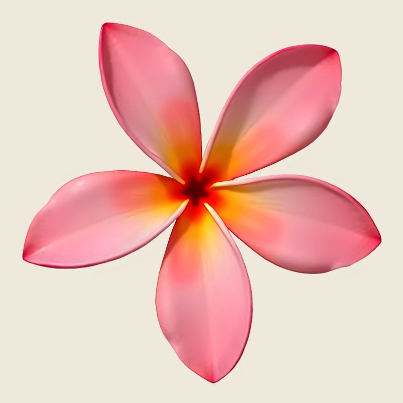 Plumeria Tempelblume
