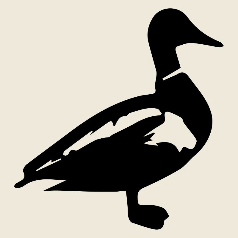 Duck mallard