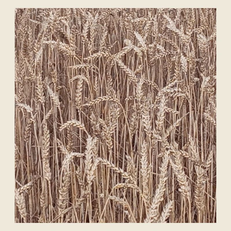 Weizenfeld Goldbraun