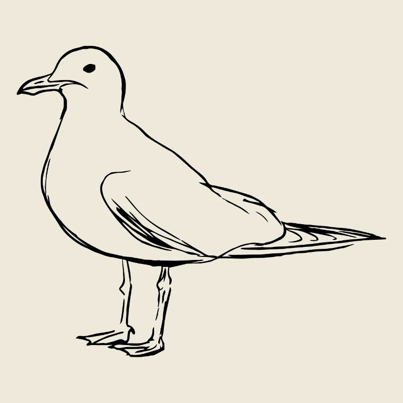 Gull
