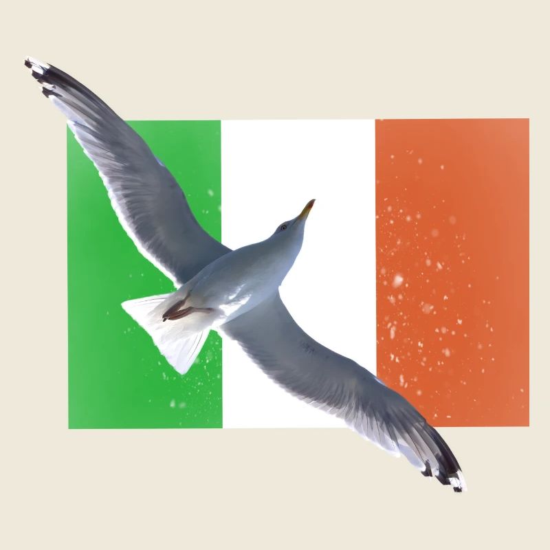 Irlande Irlande Mouette