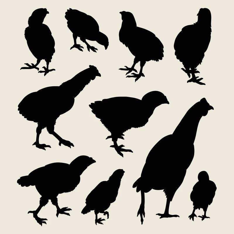 Chicken