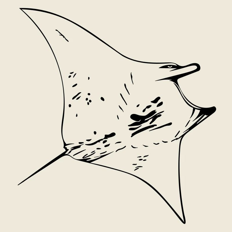 Manta Ray