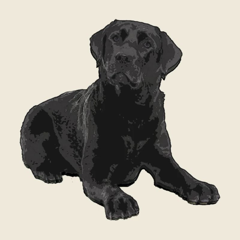 Schwarzer Labrador