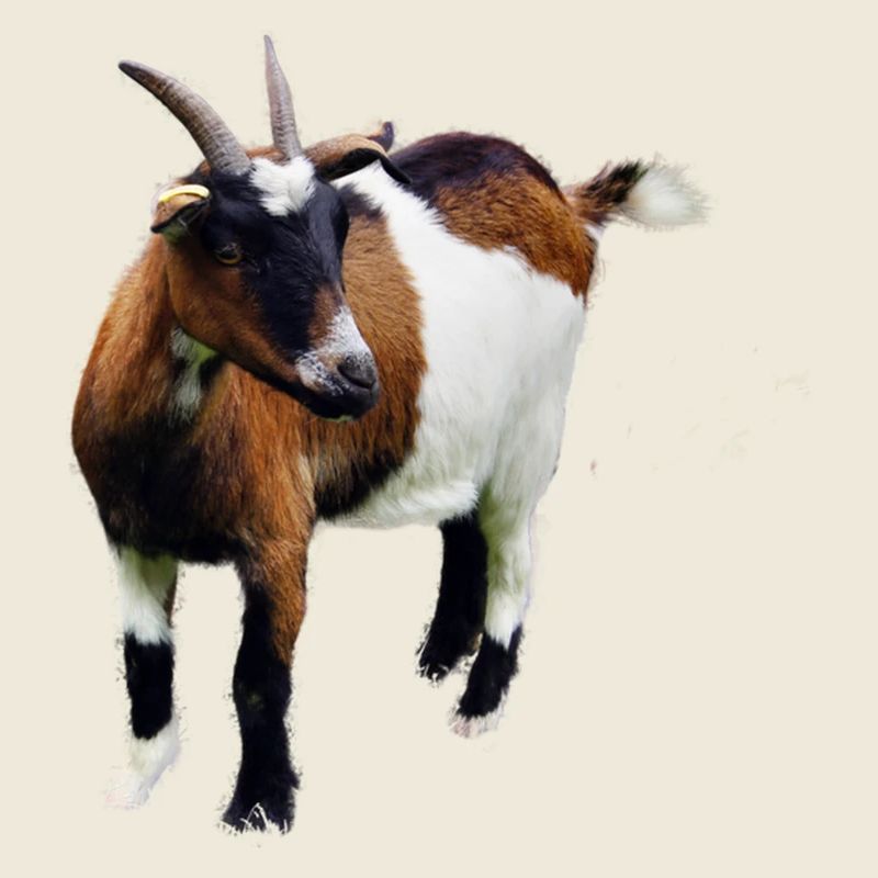 Ziege