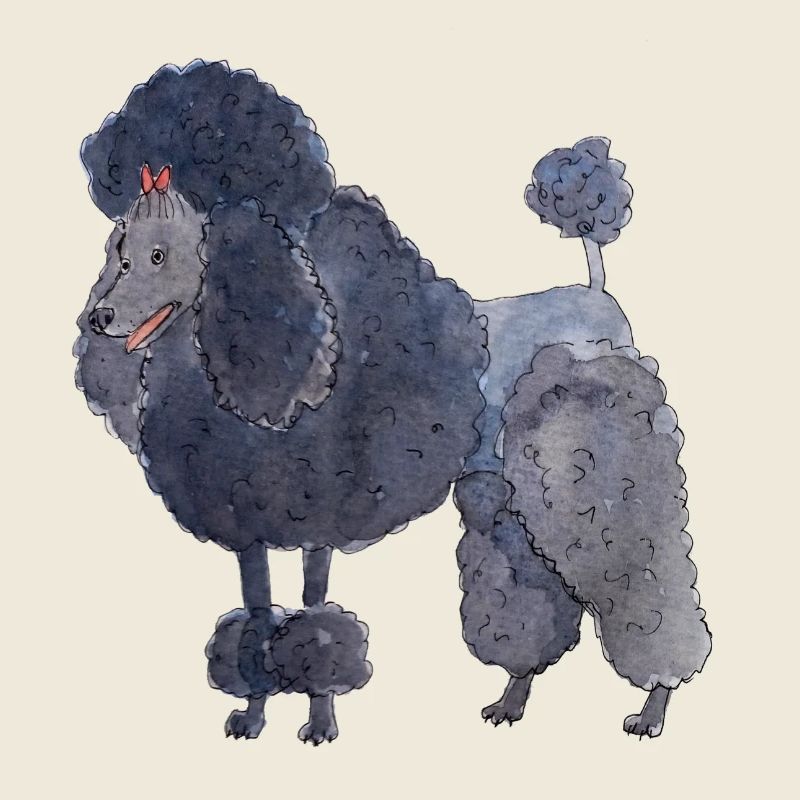 Caniche entre - amusant
