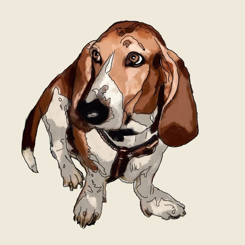 Basset